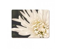 Creative Tops Placemat & Coaster Set - White Chrysanthemum Creative Tops Placemat & Coaster Set - White Chrysanthemum